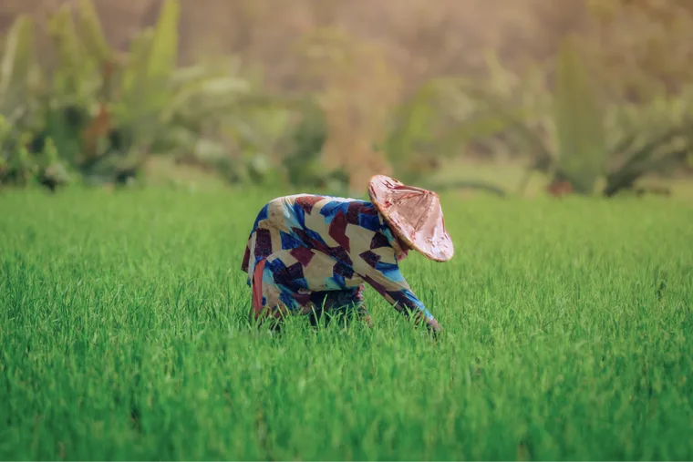 Food Sovereignty background