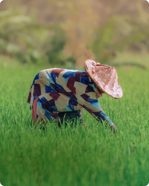 Pangan & Pertanian background